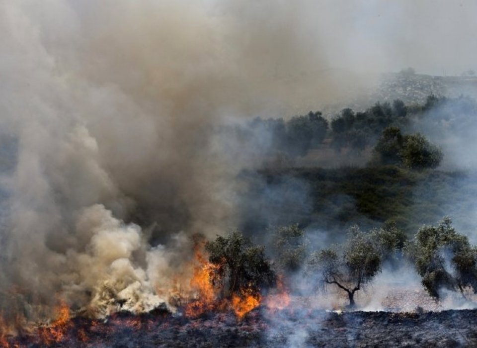 Palestine: Jewish Settlers Torch 100 of World's Oldest Olive Trees